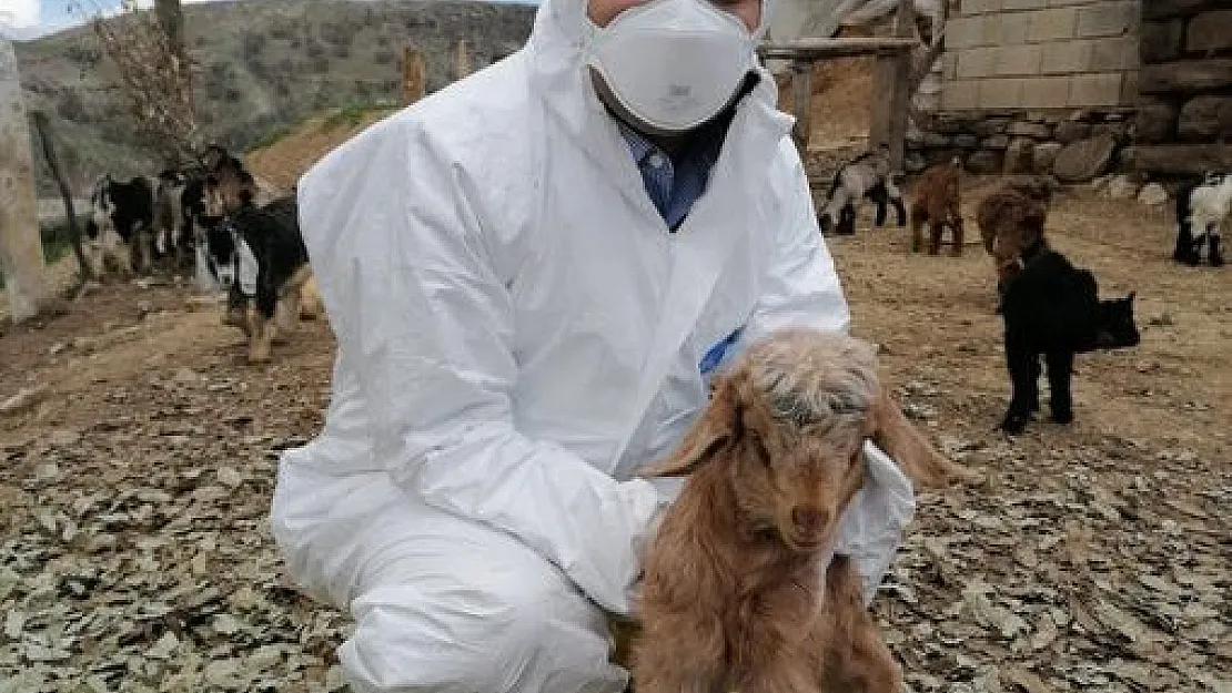 Siirt'te Hayvan Yetiştiricilerine 4 Milyon Liralık Destek