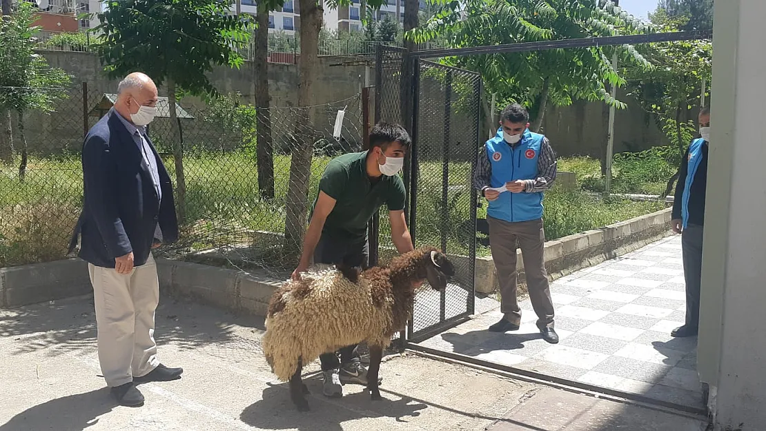 Siirt'te Şükür Kurbanı Kesildi