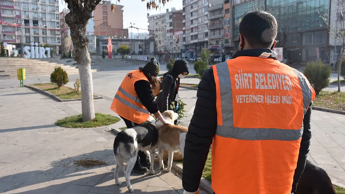 Siirt Belediyesinden 'Adres Sizden Mama Bizden' Etkinliği