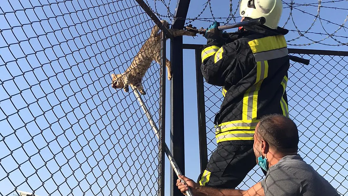 Diken Tellerine Takılan Kedi Kurtarıldı