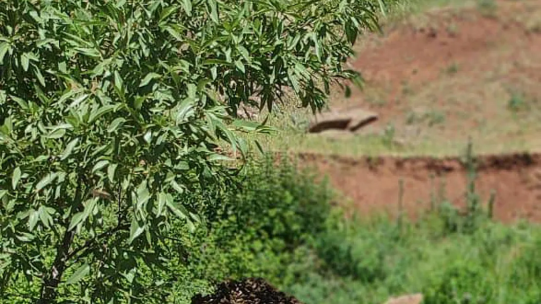 Siirt'te Binlerce Arı Ağaca Kondu