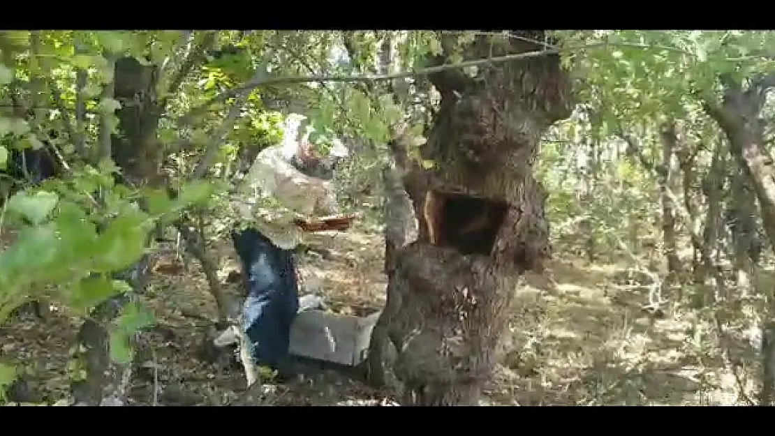 Siirt'te Arının Sesini Takip Edip Ağaç Kovuğunda Bal Topladı