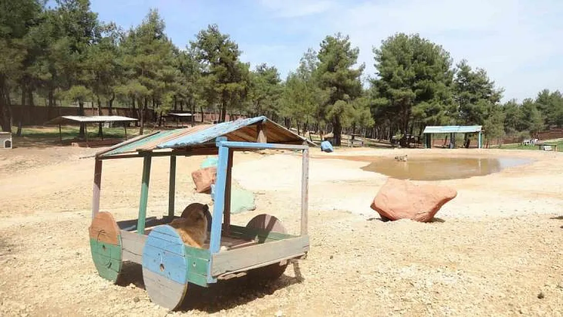 Gaziantep Büyükşehir, sokak hayvanlarına sahip çıkıyor