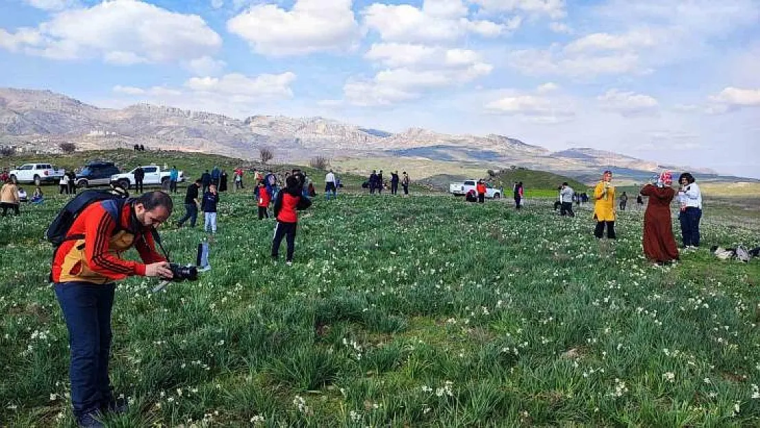 Gegrer'deki doğal nergis tarlasına ziyaretçi akını