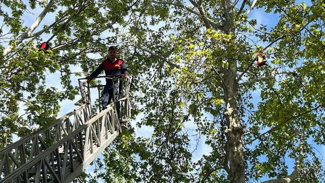 Gölbaşı'nda öğrenciler ağaç dallarına kuş yuvası astı