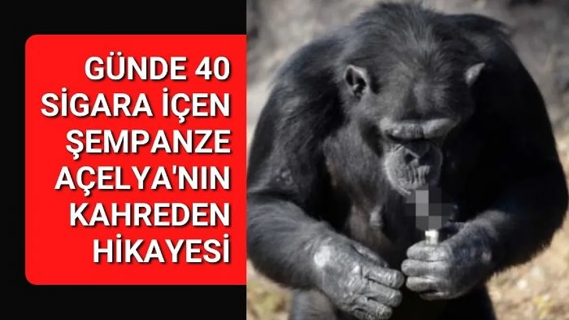 Günde 40 sigara içen şempanze Açelya'nın kahreden hikayesi