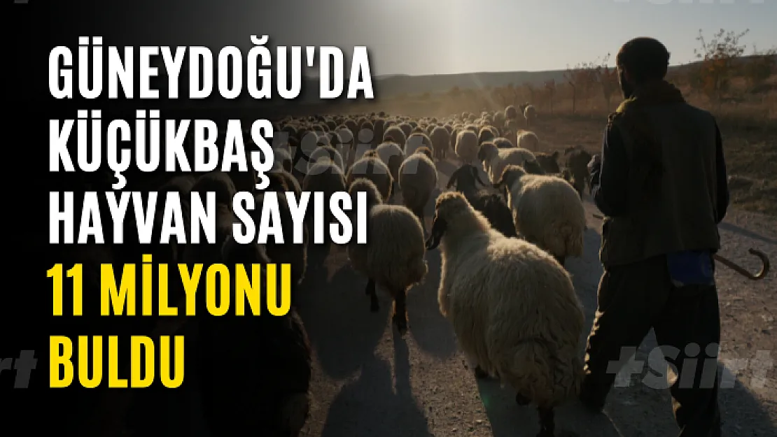 Güneydoğu'da küçükbaş hayvan sayısı 11 milyonu buldu