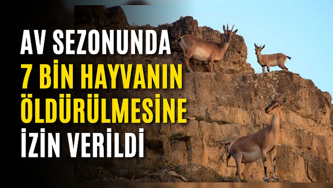 Av Sezonunda 7 bin Hayvanın Öldürülmesine İzin Verildi