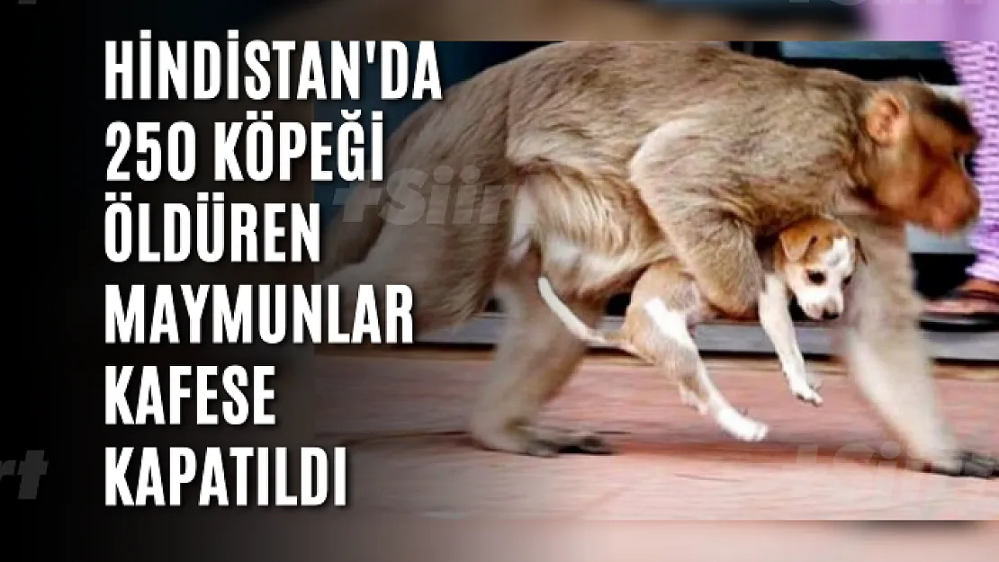 Hindistan'da 250 köpeği öldüren maymunlar kafese kapatıldı