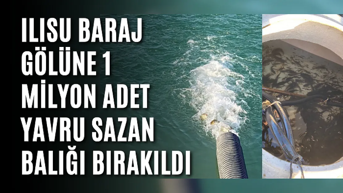 Ilısu Baraj Gölüne 1 Milyon Adet Yavru Sazan Balığı Bırakıldı