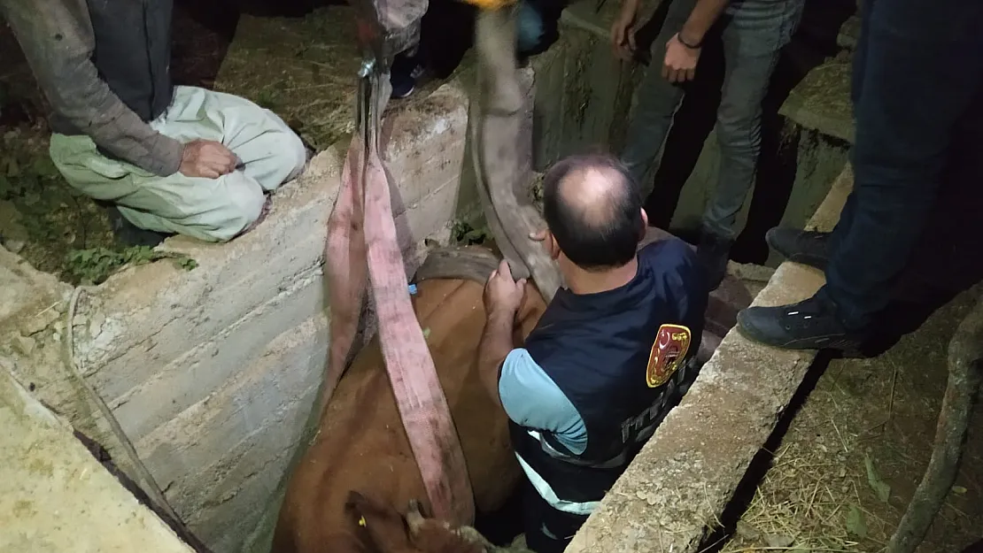 KANALİSAZYON ÇUKURUNA DÜŞEN İNEK KURTARILDI