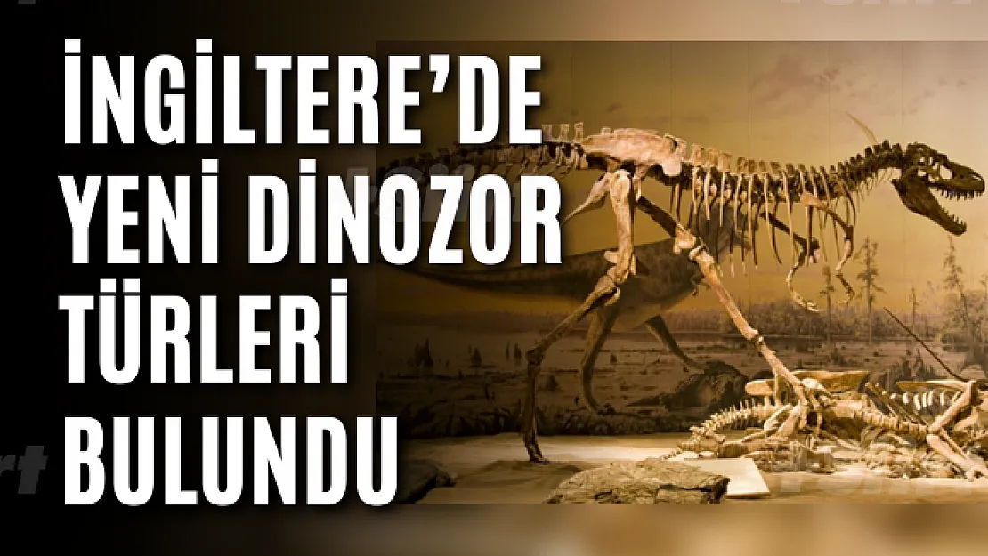 İngiltere'de yeni dinozor türleri bulundu