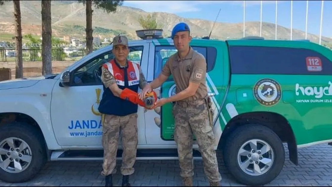 Jandarmadan Yaban Hayata Destek: Yaralı Kuşlar Koruma Altına Alındı