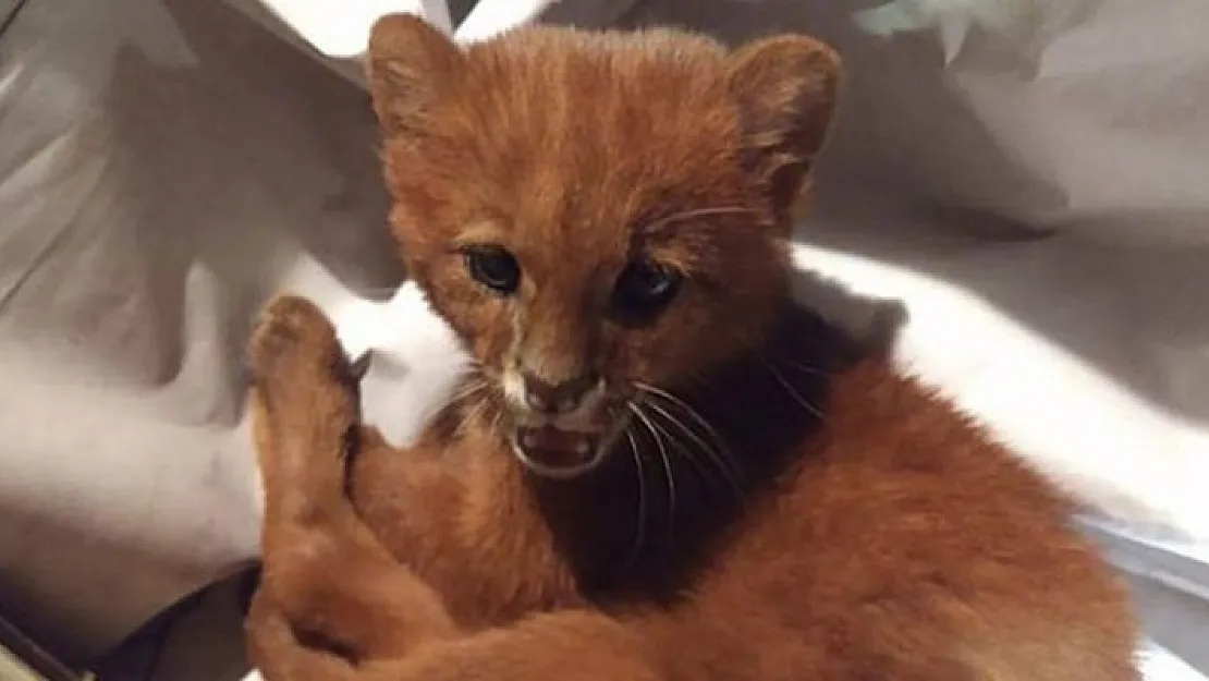 Kedi yavrusu sanıp eve aldılar! Gerçeği öğrenince şok yaşadılar