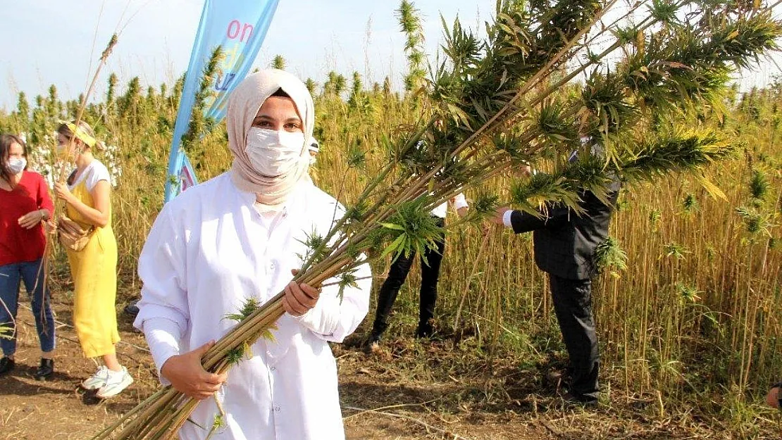 Türkiye'nin ilk tescilli yerli ve milli kenevir tohumu: Narlı ve Vezir