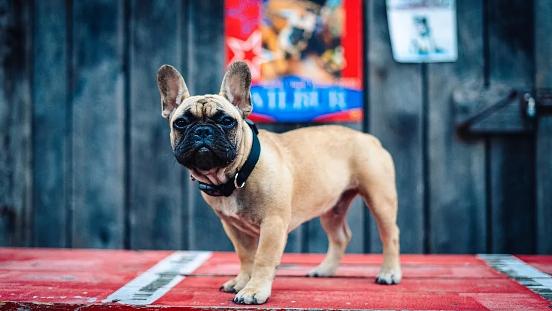 ABD'de bir köpek belediye başkanlığına seçildi