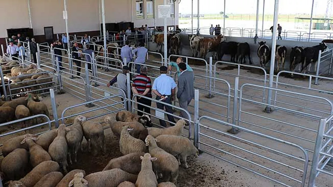 Siirt'te Canlı Hayvan Borsası Kapatıldı