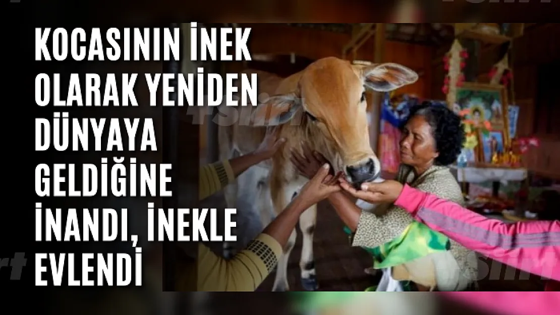 Kocasının inek olarak yeniden dünyaya geldiğine inandı, inekle evlendi