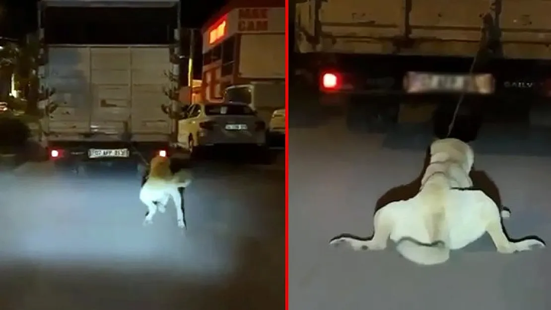 Köpeği, kamyonetin arkasına bağlayıp sürükledi! Polis bu zalimliği yapan sürücünün peşinde