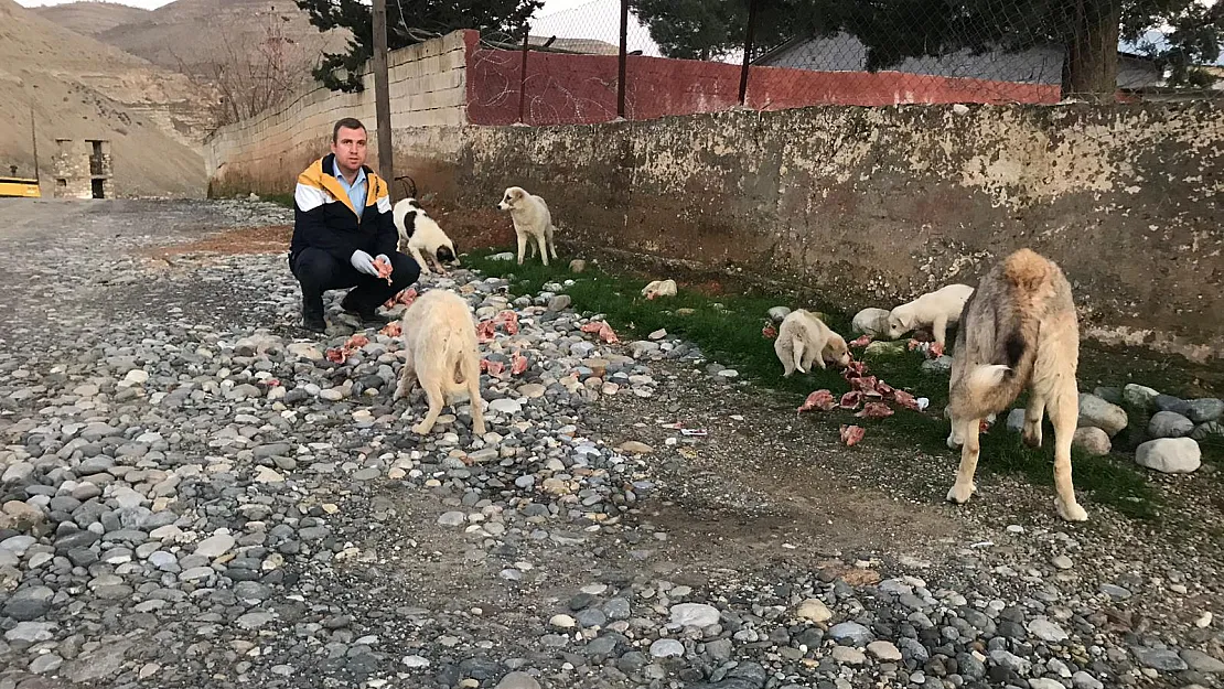 Sokak köpeklerine umut oluyorlar