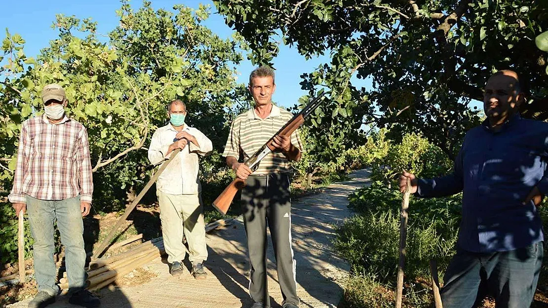 Siirt'te Fıstık Hırsızlarına Karşı Nöbet Tutuyorlar