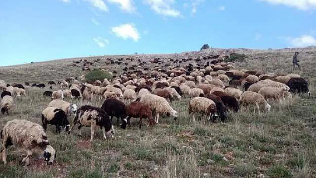 Köye Dönüp Bu Projeye Başlayanlara 450 Bin Lira Faizsiz Kredi