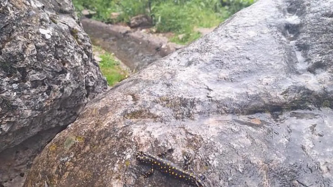 Kozluk'ta 'Türk semenderi' gören vatandaşların şaşkınlığı