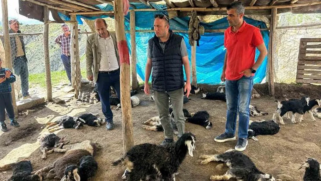 Kulp'ta başıboş köpekler 45 oğlağı telef etti