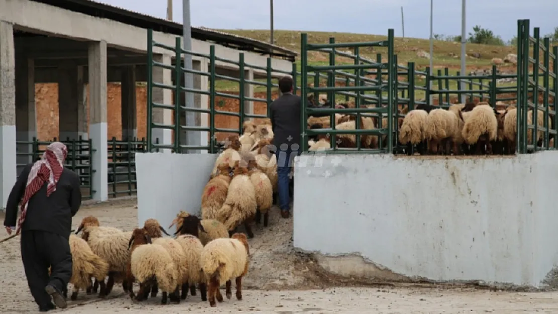 Kurban Bayramı için geri sayım başladı