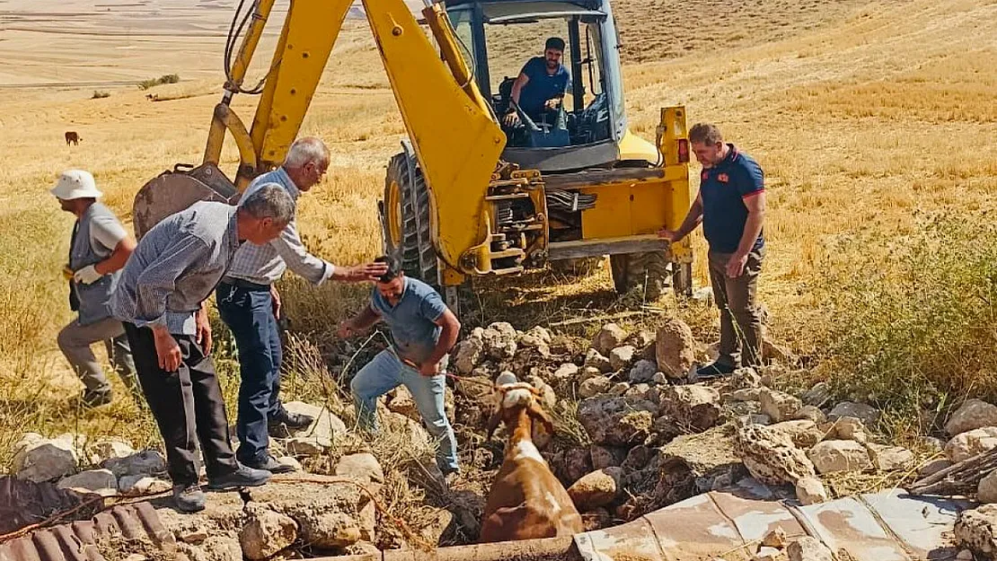 Kurtalan'da ekipler kuyuya düşen inek için seferber oldu!
