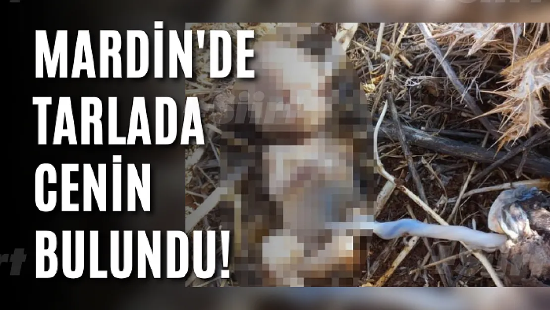 Mardin'de tarlada cenin bulundu!
