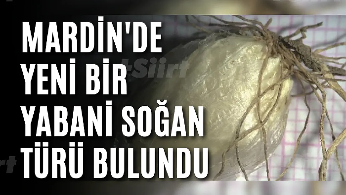 Mardin'de yeni bir yabani soğan türü bulundu