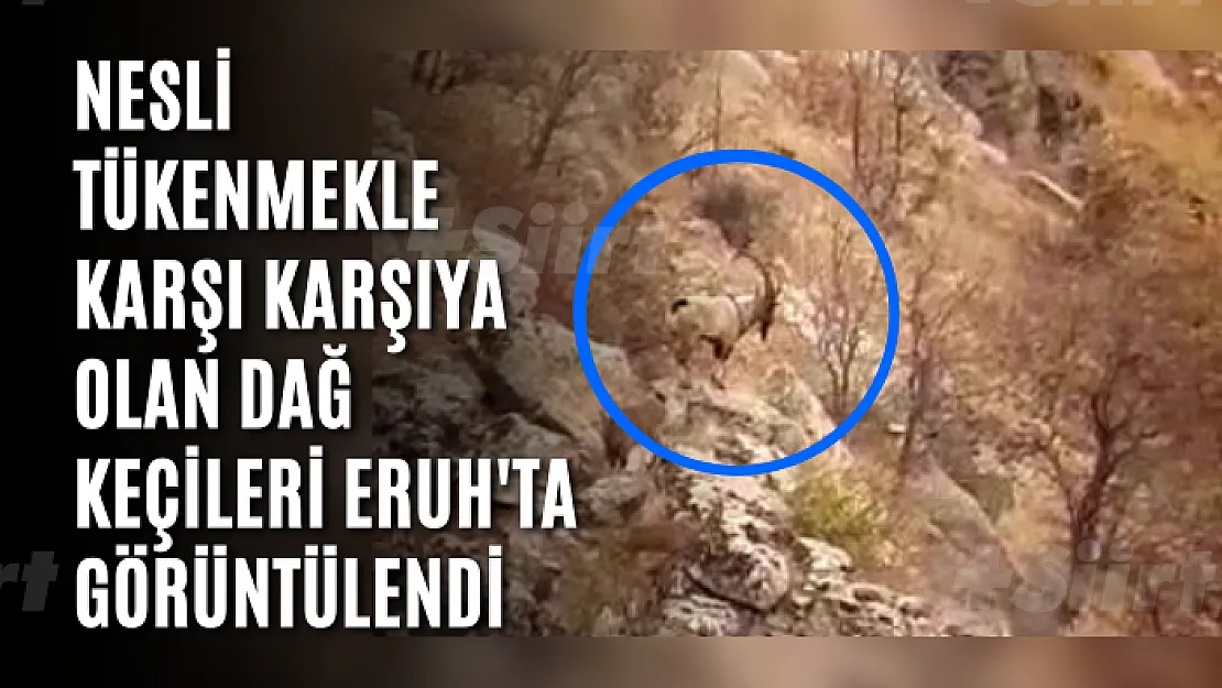 Nesli Tükenmekle Karşı Karşıya Olan Dağ Keçileri Eruh'ta Görüntülendi