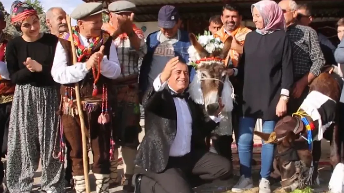 Nesli Tükenmekte Olan Eşeklere Düğün Yapıldı