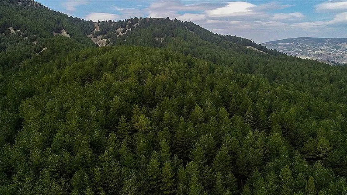 Siirt'te Orman Arazilerinde Özel Ağaçlandırma Müracaatlarının Tarihi Belli Oldu! Projelere Yüzde 65'e Kadar Hibe Verilecek