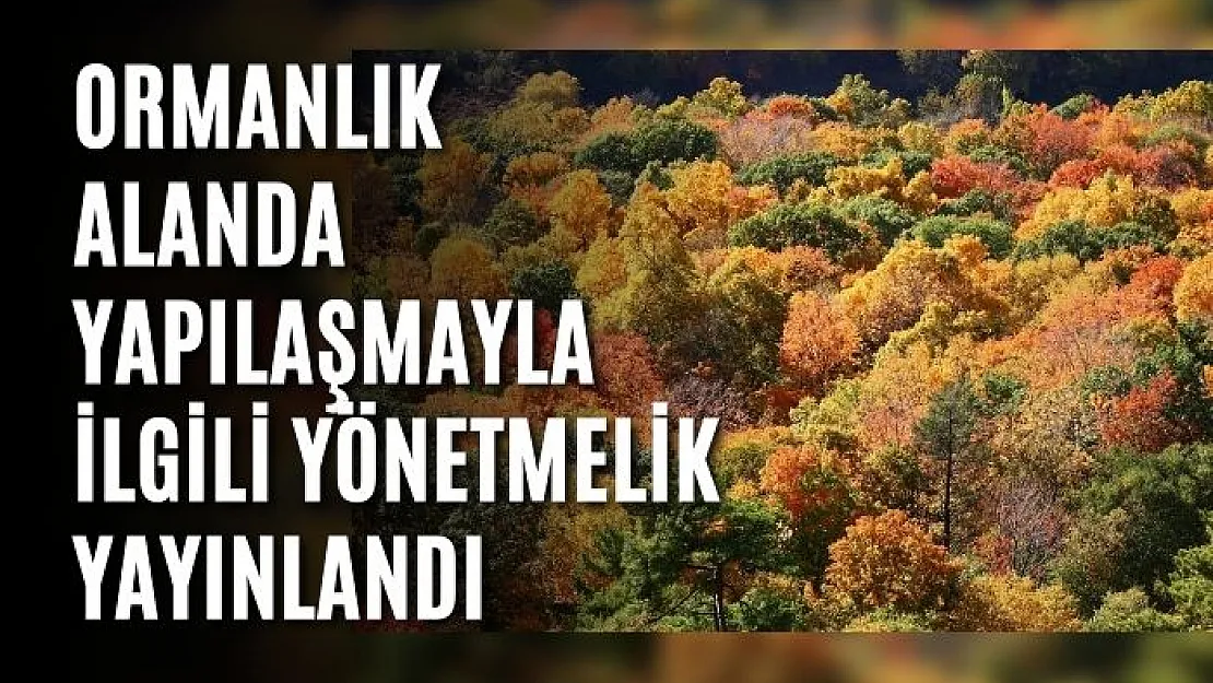 Ormanlık Alanda Yapılaşmayla İlgili Yönetmelik Yayınlandı