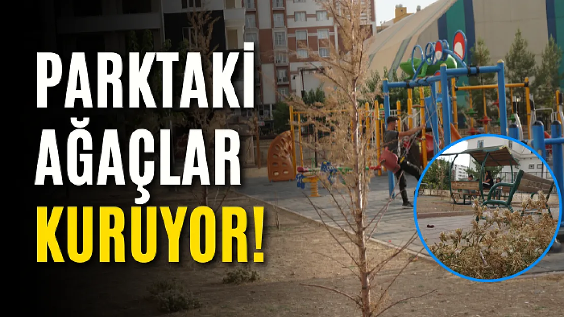 Parktaki ağaçlar kuruyor!