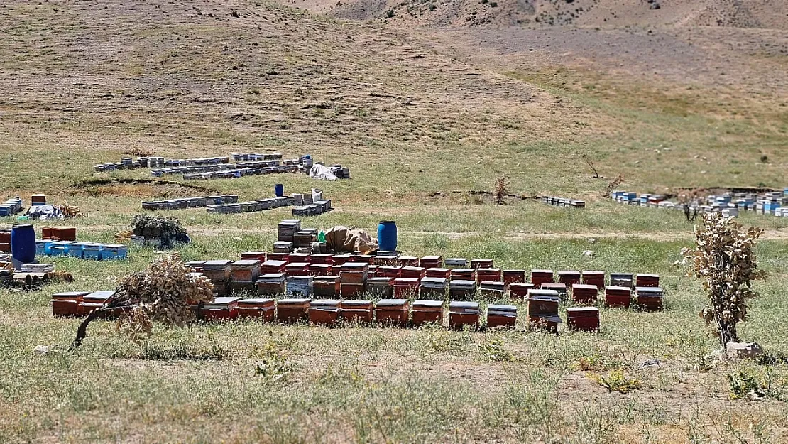 Pervari Balı, Türkiye'nin Sınırlarını Aşarak Dünya Markası Olacak
