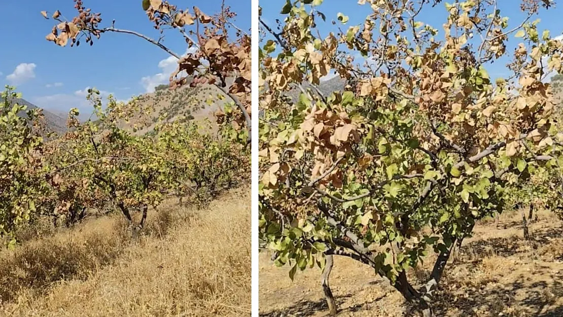 Pervari'de Sıcak Hava, Fıstık Ağaçlarını Vurdu