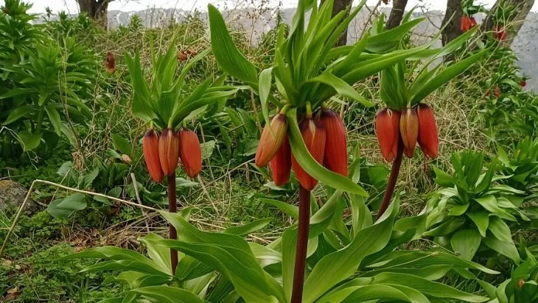 Sadece 20 gün yaşıyor! Koparmanın cezası 244 bin TL