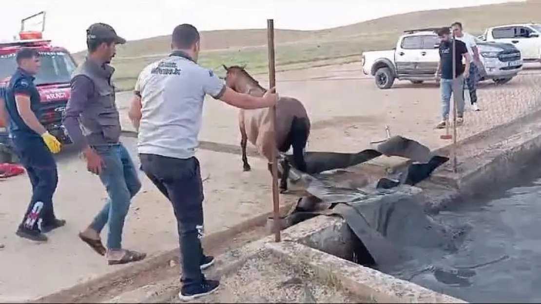 Sahipsiz at, atık petrol kuyusuna düştü