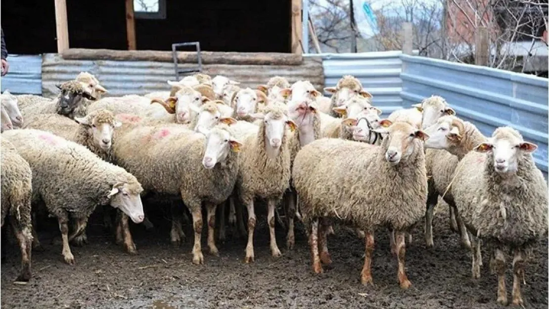 Şap hastalığı nedeniyle durdurulan hayvan hareketleri kısıtlaması bugün kalktı