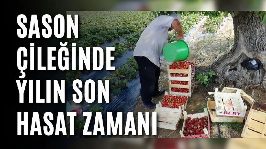 Sason çileğinde yılın son hasat zamanı