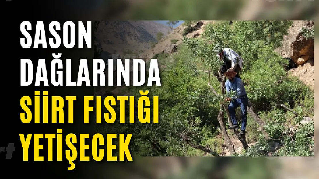 Sason Dağlarında Siirt Fıstığı Yetişecek