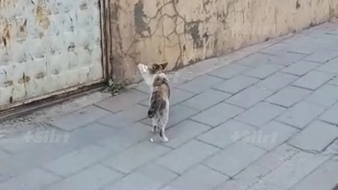Siirt'te Sokak Kedisinin Ağzında Maske Görüntülendi