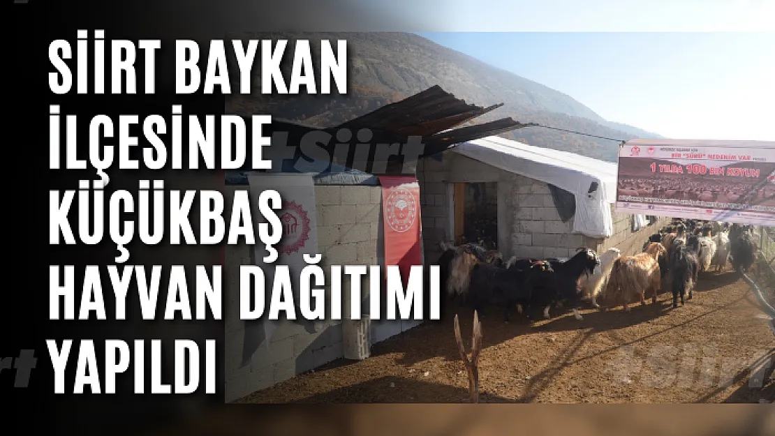 Siirt Baykan İlçesinde Küçükbaş Hayvan Dağıtımı Yapıldı