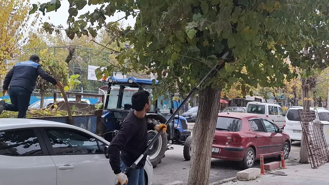 Siirt Belediyesi Ağaç Bakımı ve Budama Çalışmalarını Sürdürüyor