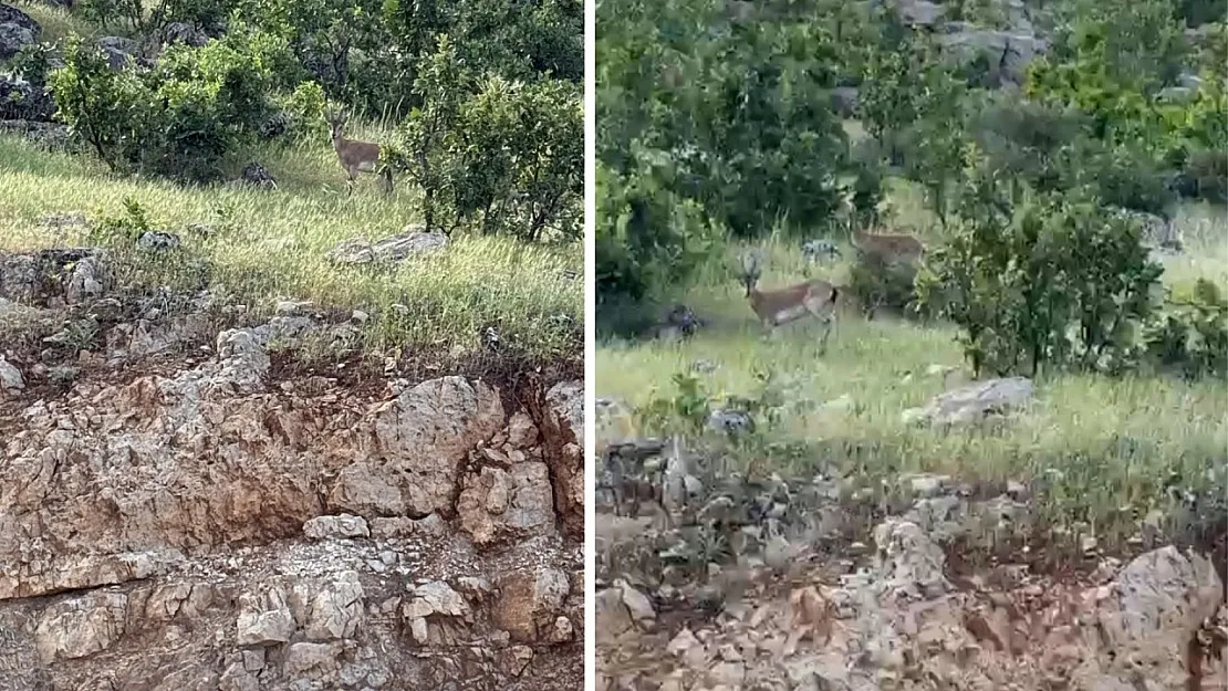 Siirt Eruh'ta Nadir Görülen Yaban Keçileri Görüntülendi