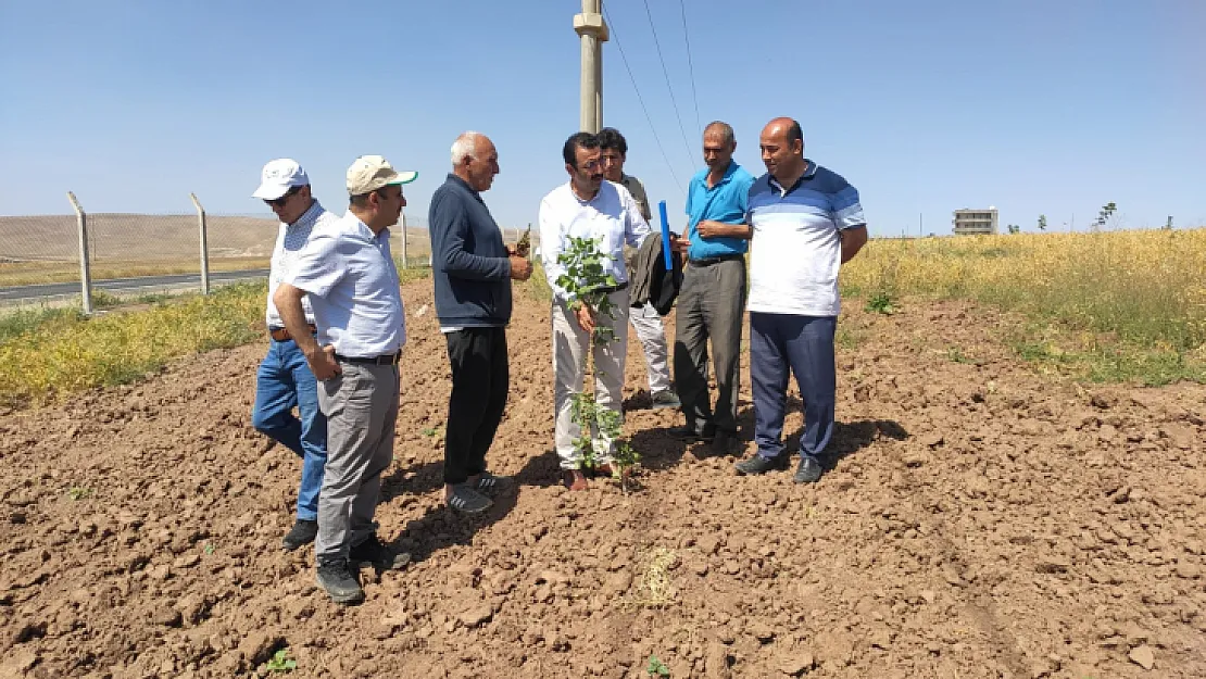 Siirt Fıstığı'nda Verim Sorununa Aşılı Çözüm Geliştirildi!