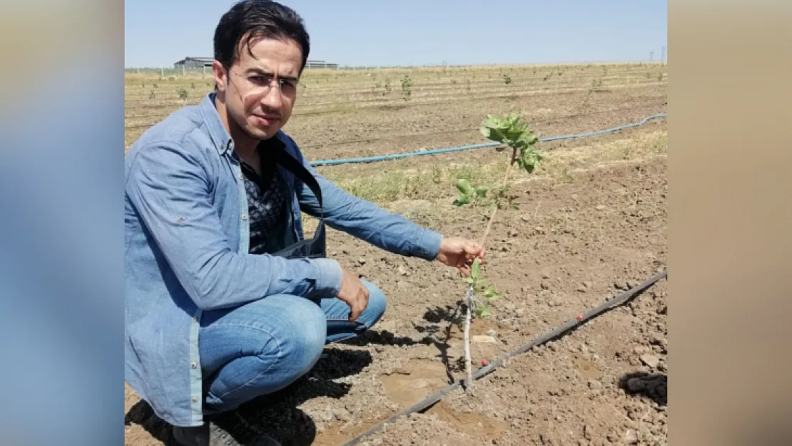 Siirt Fıstığını Geliştirecek Proje İlk Meyvesini Verdi!